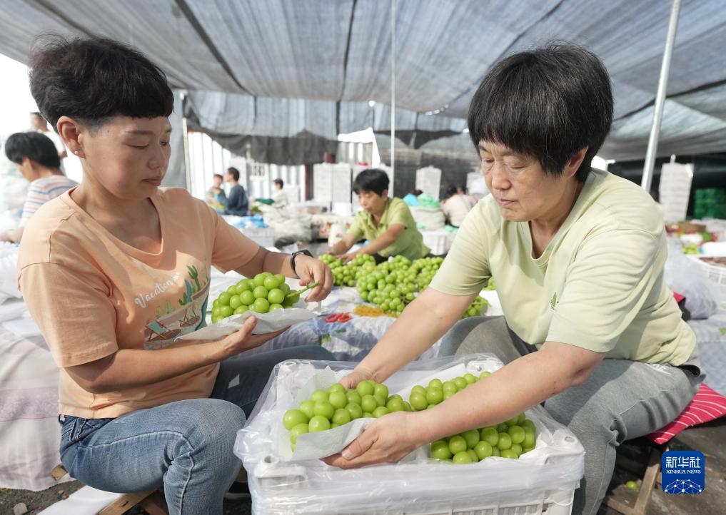什么是手机水果机